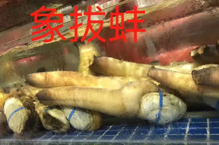 中高档海鲜批发配送