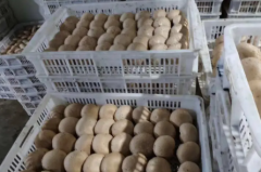 专业蔬菜水果生鲜 肉类批发 服务生鲜配送