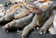 生鲜蔬菜水果肉禽鸡鸭水产专业采购配送