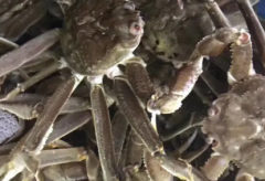 中高档海鲜批发配送