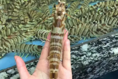 中高档海鲜批发配送